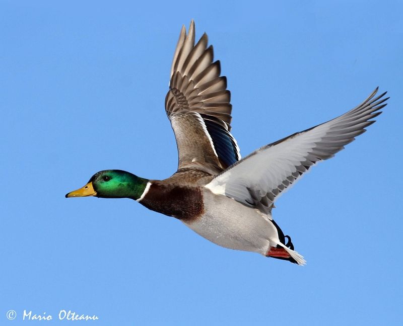 fig2 6 flying mallard